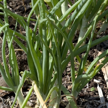 Allium cepa - Onion 'Walla Walla'