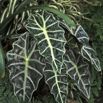 Alocasia amazonica - Alocasia 'African Mask'