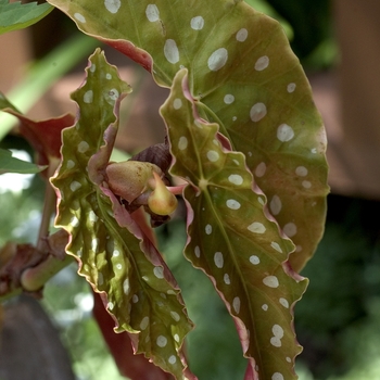 Begonia maculata - Begonia
