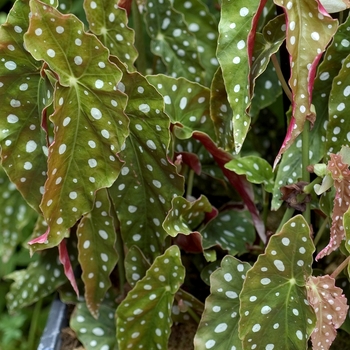 Begonia maculata - Begonia 'Polka Dot'