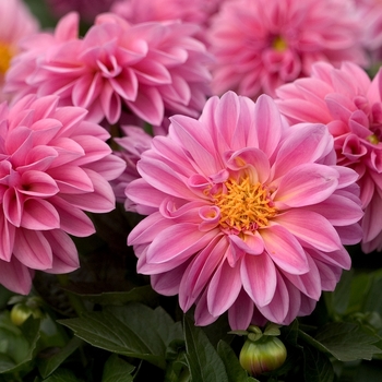 Dahlia 'Dahlietta' - Dahlietta 