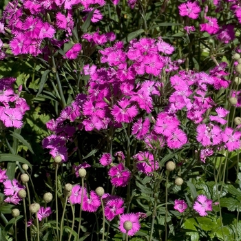 Dianthus hybrid - Dianthus 'Kahori'