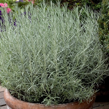 Helichrysum italics - Helichrysum 'Icicles'