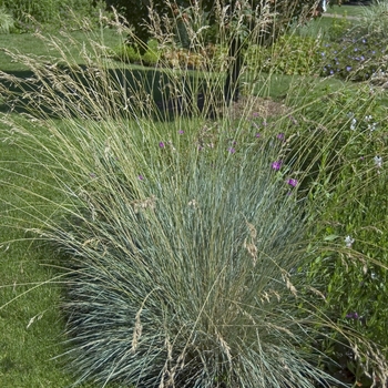 Helictotrichon semperviren - Oat Grass 'Blue'