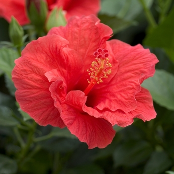 Hibiscus Braided - Hibiscus