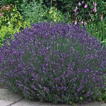 Lavandula angustifolia - Lavender 'Multiple Varieties'