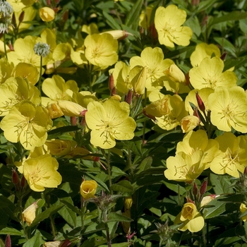 Oenothera fruticosa - Evening Primrose 'Youngii Lapsley' 