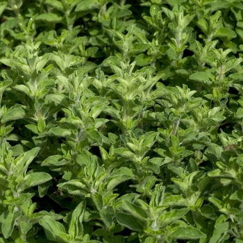 Origanum heracleoticum - Oregano 'Greek'