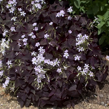 Oxalis triangularis - Shamrock 'Purple'