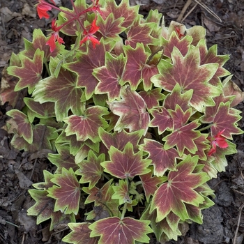 Pelargonium 'Vancouver Centennial' - Geranium