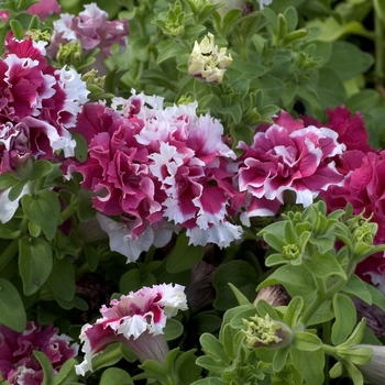 Petunia - Petunia 'Pirouette Red'