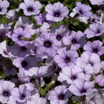 Petunia hybrid - Petunia 'Surfinia Blue Vein'