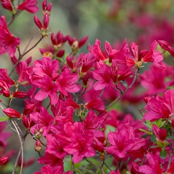 Rhododendron Kurume Hybrid - Azalea 'Hino Crimson'
