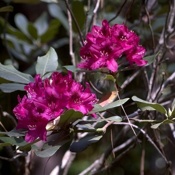 Rhododendron catawbiense - Rhododendron 'Nova Zembla'