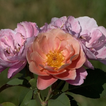 Rosa - Rose 'Distant Drums'