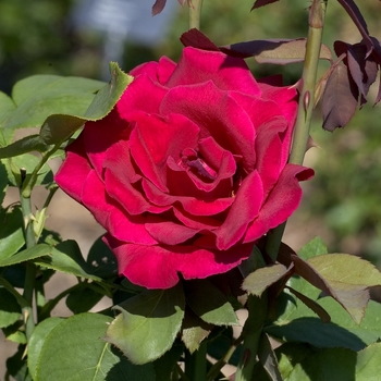 Rosa - Rose 'Mister Lincoln' 