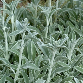 Stachys byzantina - Lamb's Ears
