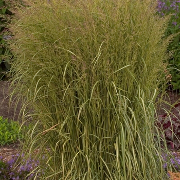 Calamagrostis acutiflora - Feather Reed Grass 'Eldorado' 