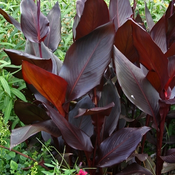 Canna 'Australia' - Canna Lily