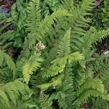 Polystichum divisilobum - Fern 'Soft Shield'