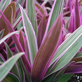 Tradescantia discolor - Tradescantia 'Moses-In-A-Boat'