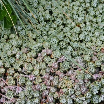 Sedum spathulifolium - Stonecrop 'Cape Blanco'