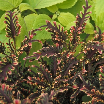 Coleus - Coleus 'Stained Glassworks Kiwi Fern'