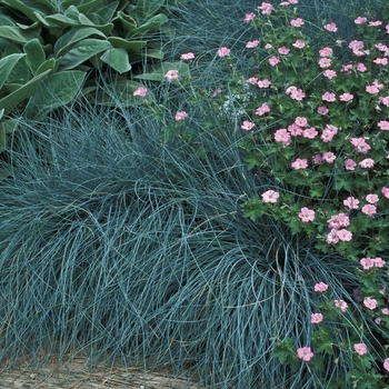Festuca idahoensis - Fescue 'Siskiyou Blue' 
