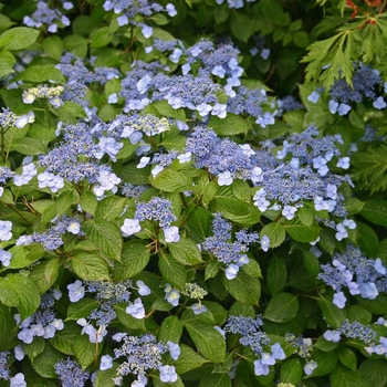 Hydrangea macrophylla - Hydrangea 'Pop Star'