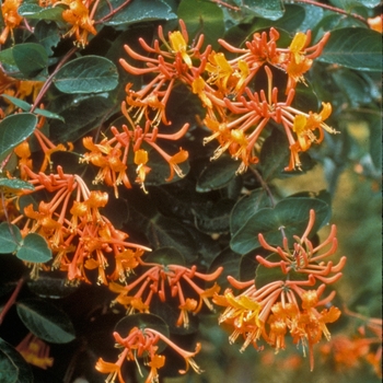 Lonicera - Honeysuckle 'Mandarin'