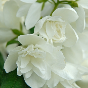 Philadelphus - Mock Orange 'Snowbelle' 