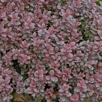 Berberis thunbergii - Barberry 'Concorde'