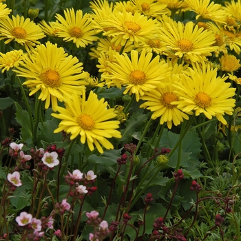 Doronicum - Leopard's Bane 'Little Leo' Doronicum - Leopard's Bane 'Little Leo'
