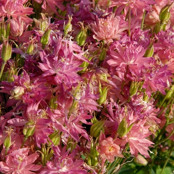 Aquilegia vulgaris - Columbine 'Clementine Salmon Rose'