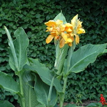 Canna x generalis 'Picasso' (Canna Lily) - Picasso Canna Lily