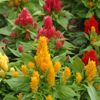 Celosia argentea var. plumosa - Celosia 'Ice Cream Mix'