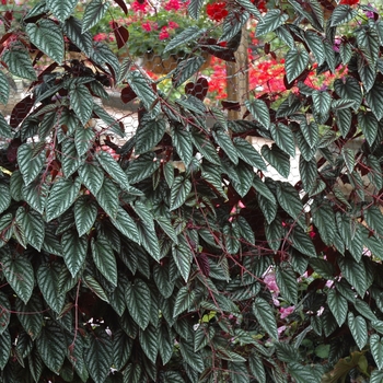 Cissus discolor - Rex Begonia Vine