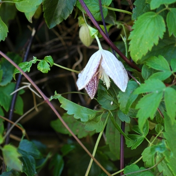 Clematis cirrhosa var. purpurascens - Clematis 'Freckles'