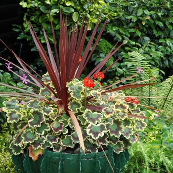 Cordyline australis (Spike) - Dracaena 'Red Sensation'