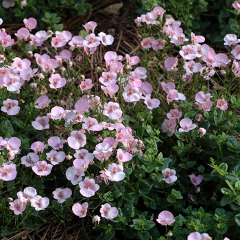 Diascia barberae (Twinspur) - Diascia 'Light Pink'