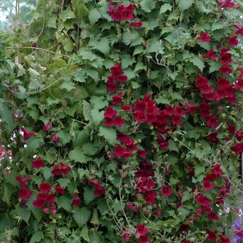 Lophospermum scandens - Lofos 'Multiple Varieties'