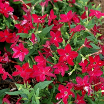 Nicotiana x alata (Flowering Tobacco) - Nicotiana 'Saratoga Red'