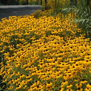 Rudbeckia fulgida (Black Eyed Susan) - Rudbeckia 'Goldsturm'