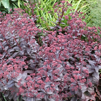 Sedum - Stonecrop 'Purple Emperor'