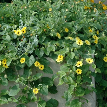 Thunbergia alata (Black-eyed Susan Vine) - Thunbergia 'Sunny Susie Yellow' Thunbergia alata (Black-eyed Susan Vine) - Thunbergia 'Sunny Susie Yellow'