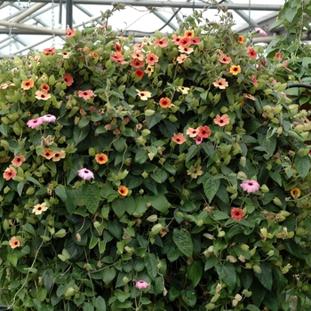 Thunbergia alata (Black-eyed Susan Vine) - Thunbergia 'Sunny Susie Amber Stripes'