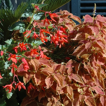 Begonia boliviensis - Trailing Begonia