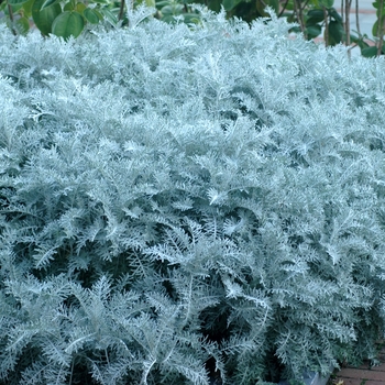 Jacobaea maritima - Dusty Miller