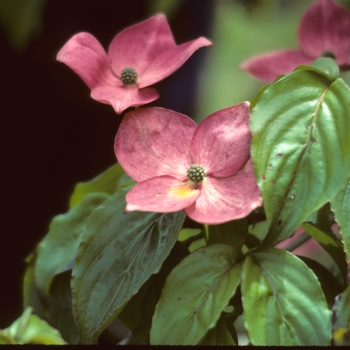 Cornus kousa - Dogwood 'Satomi'