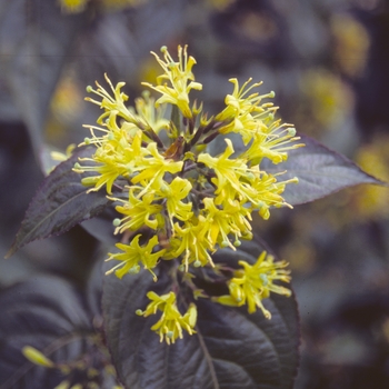 Diervilla sessilifolia - Firefly Nightglow Diervilla